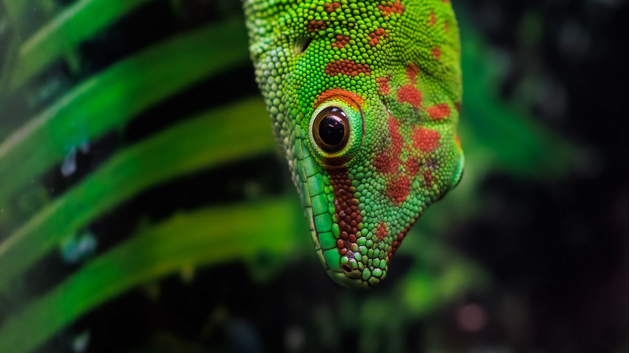Wallpaper gecko, lizard, reptile, leaves, green