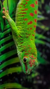 Preview wallpaper gecko, lizard, reptile, leaves, green