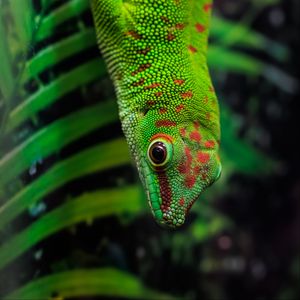 Preview wallpaper gecko, lizard, reptile, leaves, green