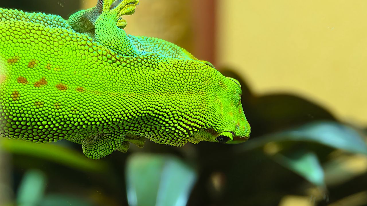 Wallpaper gecko, lizard, reptile, blur, green