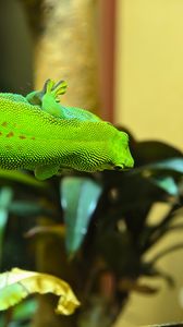 Preview wallpaper gecko, lizard, reptile, blur, green