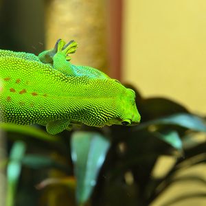 Preview wallpaper gecko, lizard, reptile, blur, green