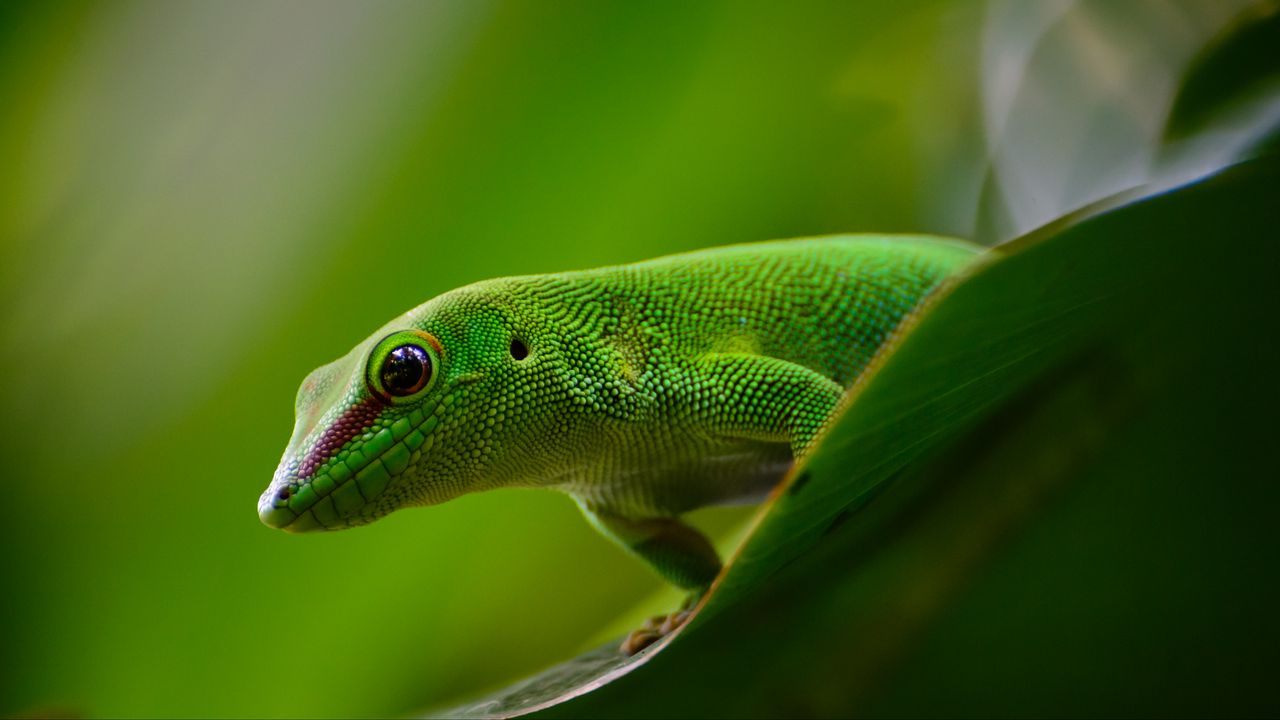 Wallpaper gecko, lizard, reptile, green