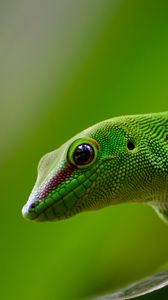 Preview wallpaper gecko, lizard, reptile, green
