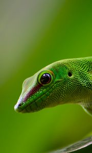 Preview wallpaper gecko, lizard, reptile, green