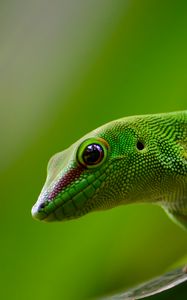 Preview wallpaper gecko, lizard, reptile, green