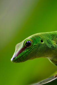 Preview wallpaper gecko, lizard, reptile, green