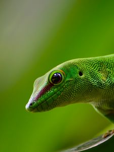 Preview wallpaper gecko, lizard, reptile, green