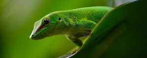 Preview wallpaper gecko, lizard, reptile, green