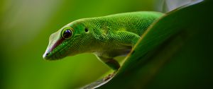 Preview wallpaper gecko, lizard, reptile, green