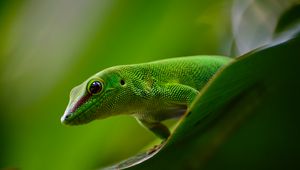 Preview wallpaper gecko, lizard, reptile, green