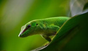 Preview wallpaper gecko, lizard, reptile, green