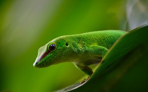 Preview wallpaper gecko, lizard, reptile, green