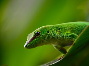 Preview wallpaper gecko, lizard, reptile, green