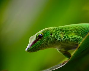 Preview wallpaper gecko, lizard, reptile, green