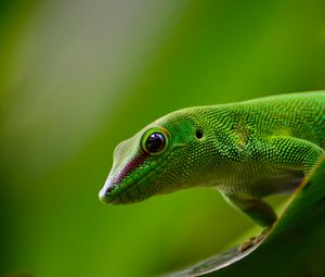 Preview wallpaper gecko, lizard, reptile, green