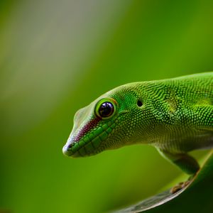 Preview wallpaper gecko, lizard, reptile, green