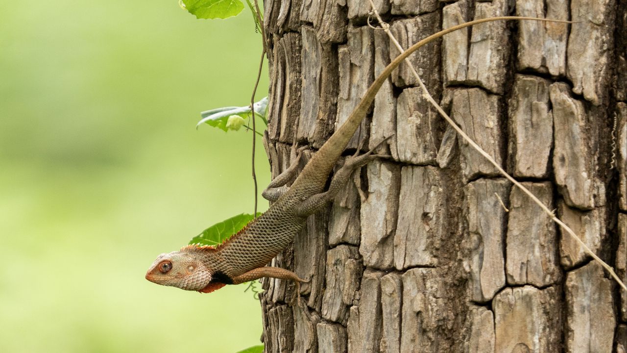 Wallpaper gecko, lizard, reptile, bark, tree