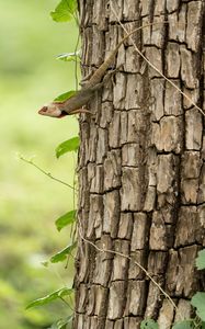 Preview wallpaper gecko, lizard, reptile, bark, tree