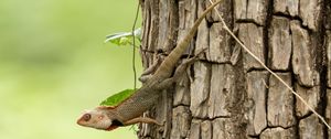 Preview wallpaper gecko, lizard, reptile, bark, tree