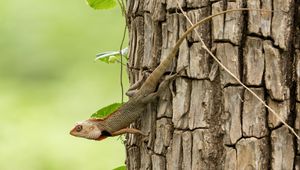 Preview wallpaper gecko, lizard, reptile, bark, tree