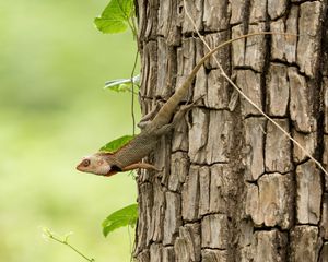 Preview wallpaper gecko, lizard, reptile, bark, tree