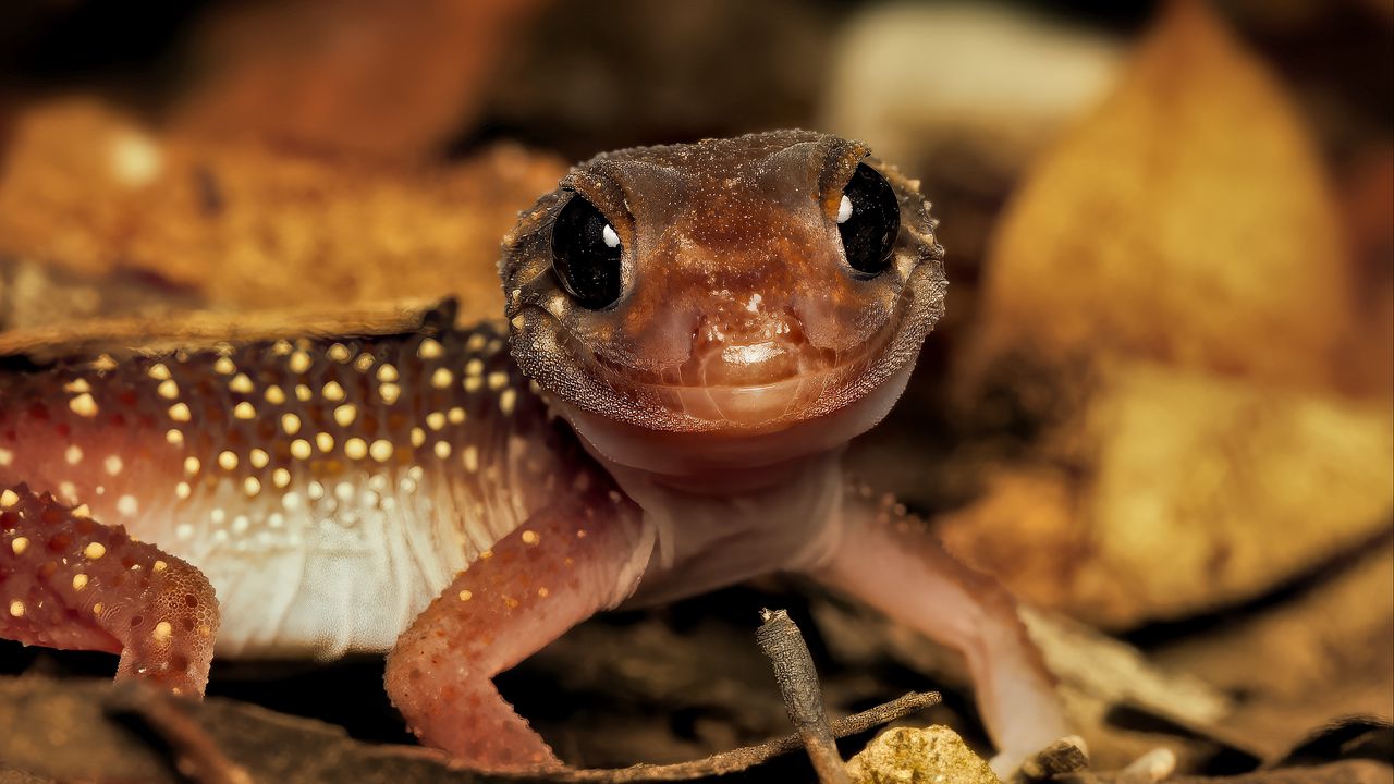 Wallpaper gecko, lizard, wildlife, blur