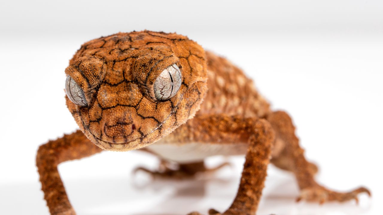 Wallpaper gecko, reptile, lizard, close up