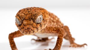 Preview wallpaper gecko, reptile, lizard, close up