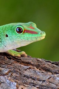 Preview wallpaper gecko, reptile, lizard, green