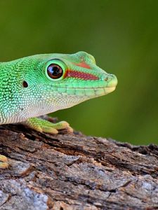 Preview wallpaper gecko, reptile, lizard, green