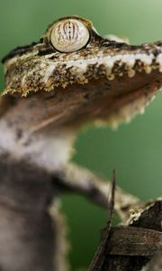 Preview wallpaper gecko, tree, eyes, dangerous