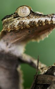 Preview wallpaper gecko, tree, eyes, dangerous