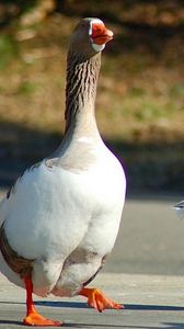 Preview wallpaper geese, birds, walk, three, wings