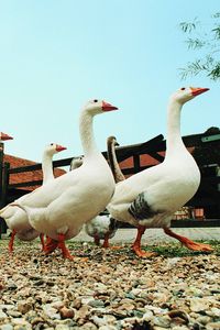 Preview wallpaper geese, farming, poultry