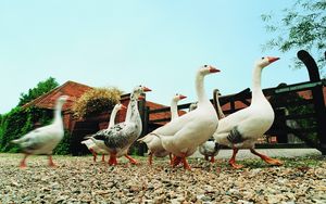 Preview wallpaper geese, farming, poultry