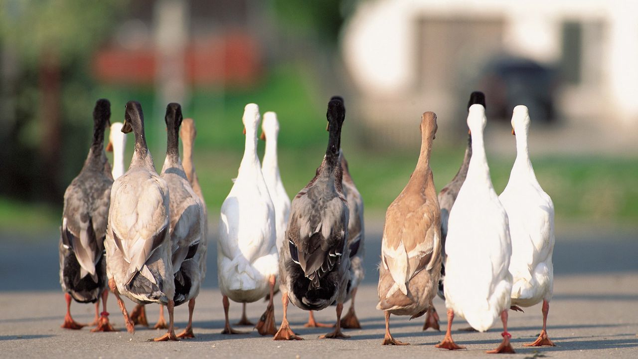 Wallpaper geese, flock, asphalt