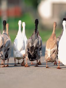 Preview wallpaper geese, flock, asphalt