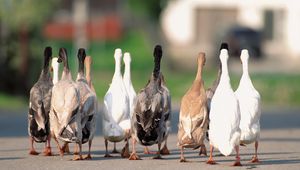 Preview wallpaper geese, flock, asphalt