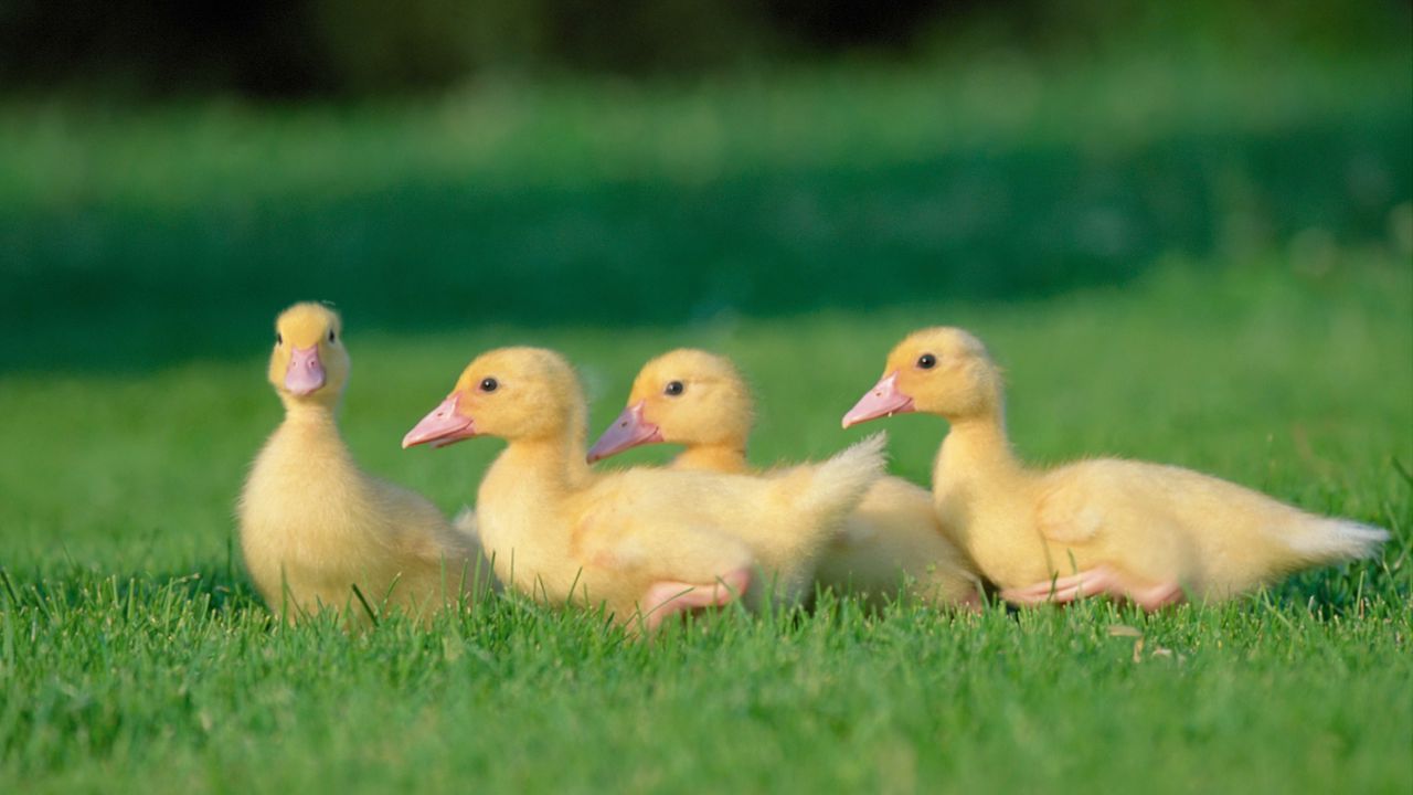 Wallpaper geese, grass, chicks