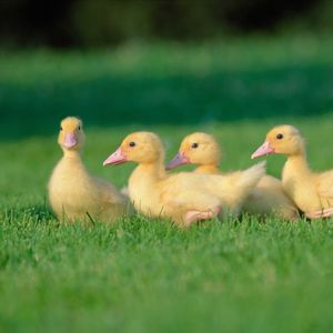 Preview wallpaper geese, grass, chicks