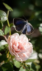 Preview wallpaper genshin, butterfly, rose, macro