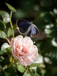 Preview wallpaper genshin, butterfly, rose, macro