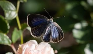 Preview wallpaper genshin, butterfly, rose, macro