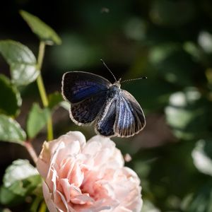 Preview wallpaper genshin, butterfly, rose, macro