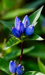 Preview wallpaper gentian, flowers, buds, macro, inflorescence, blue