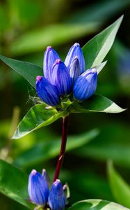 Preview wallpaper gentian, flowers, buds, macro, inflorescence, blue