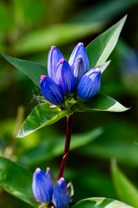 Preview wallpaper gentian, flowers, buds, macro, inflorescence, blue