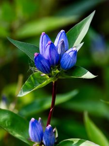 Preview wallpaper gentian, flowers, buds, macro, inflorescence, blue