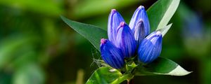 Preview wallpaper gentian, flowers, buds, macro, inflorescence, blue